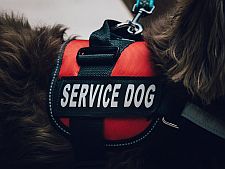 Service Dog Photo